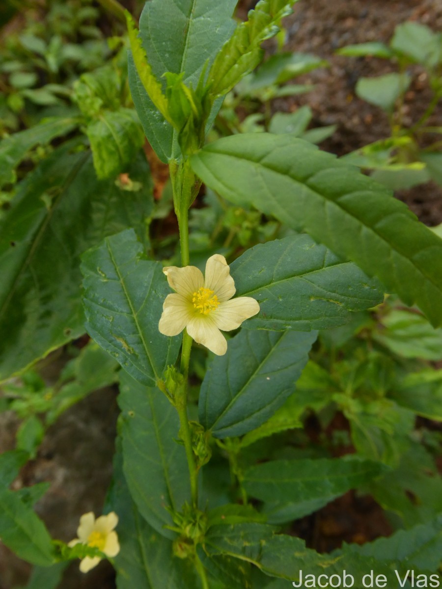 Sida acuta Burm.f.